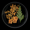 Orange Dried Flowers