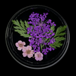 Purple Dried Flowers