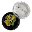 Yellow Dried Flowers